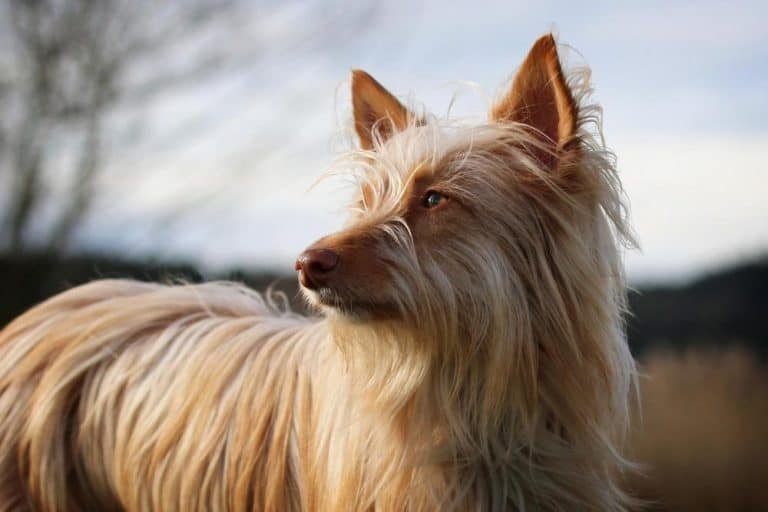 How To Make Dog Hair Grow Faster (+Causes Of Slow Hair Growth)