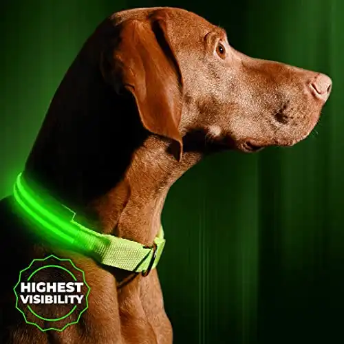 Illumiseen LED Light Up Dog Collar (6 Colors)