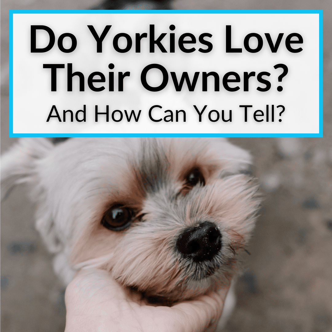 are yorkies loving dogs