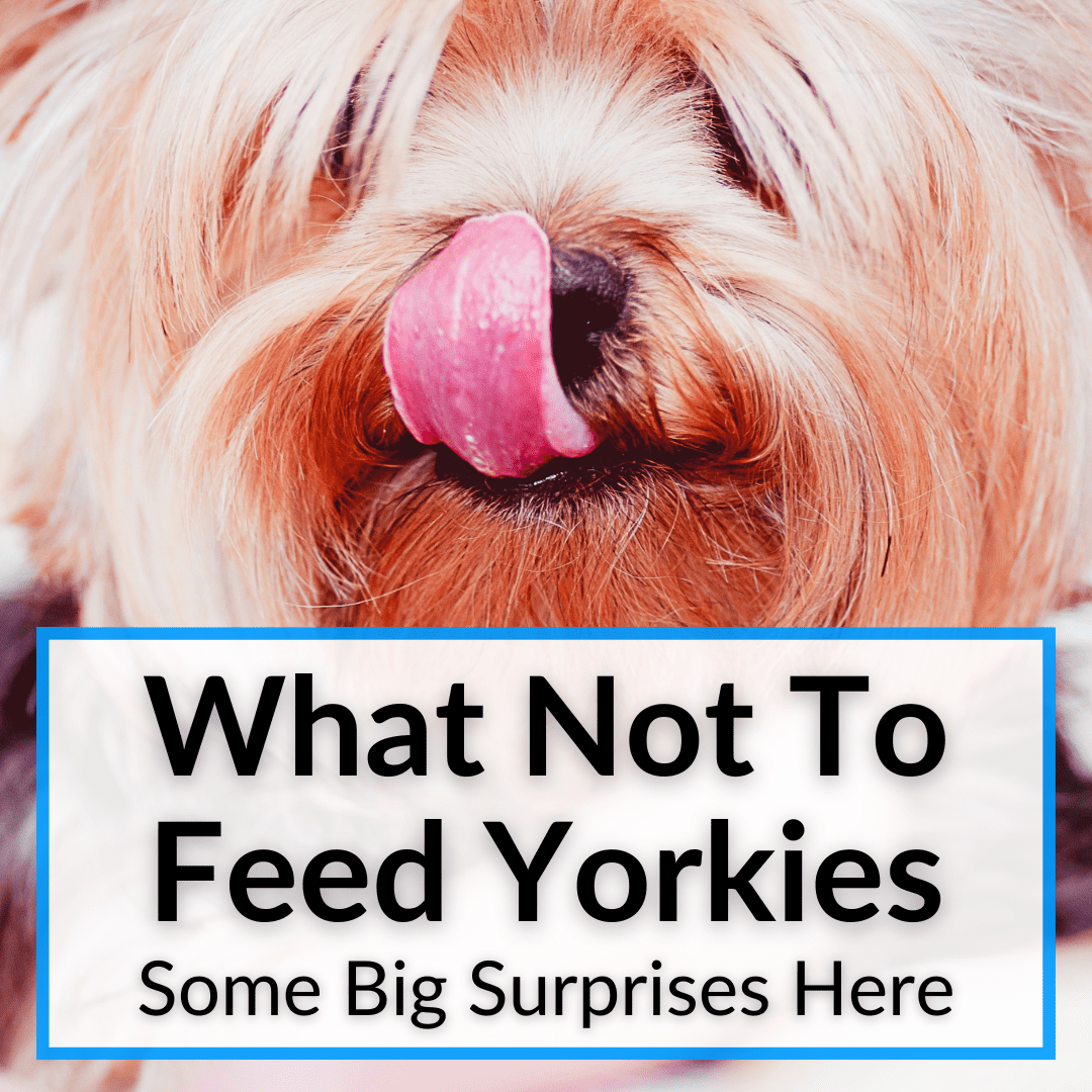 What Not To Feed Yorkies