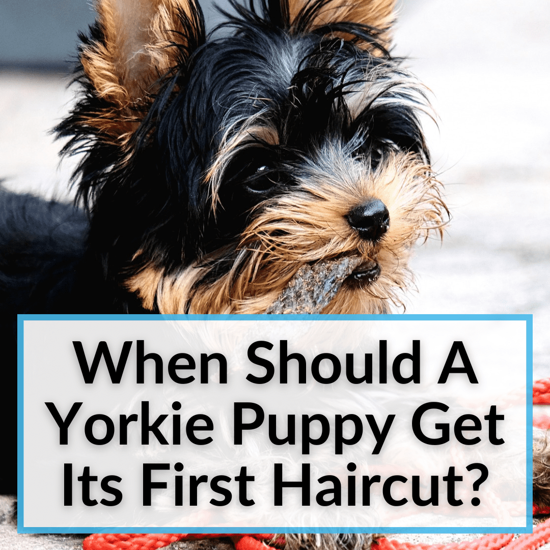 When Should A Yorkie Puppy Get Their First Haircut