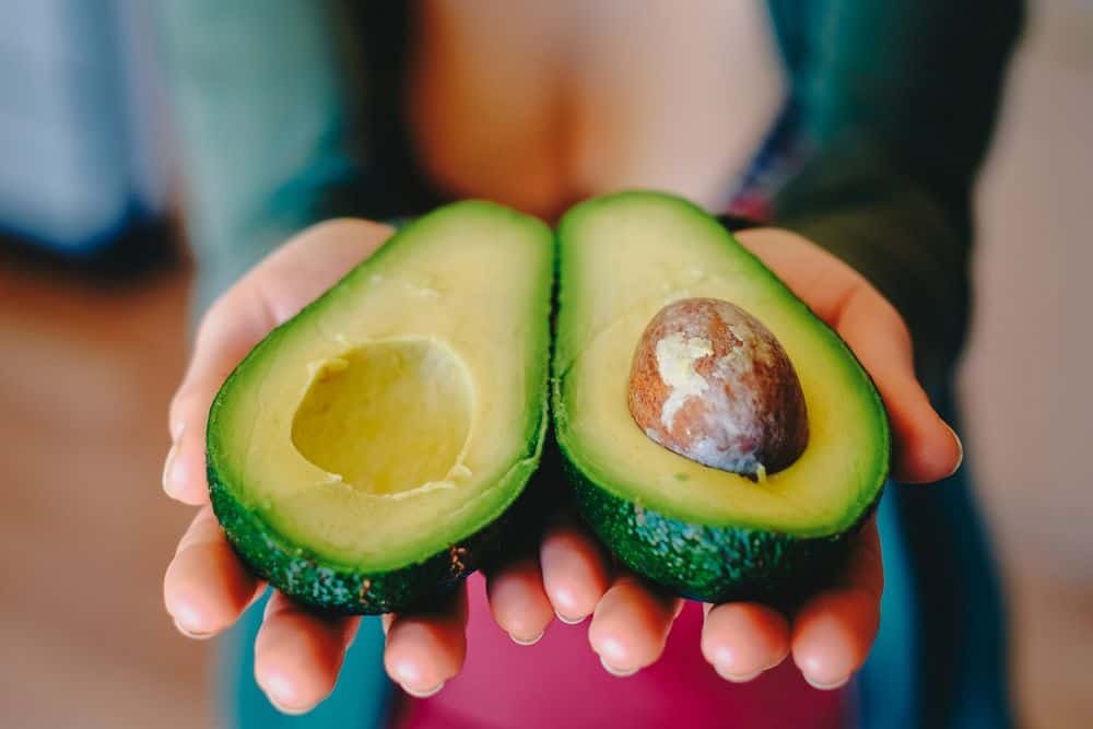 avocado harmful to yorkshire terriers