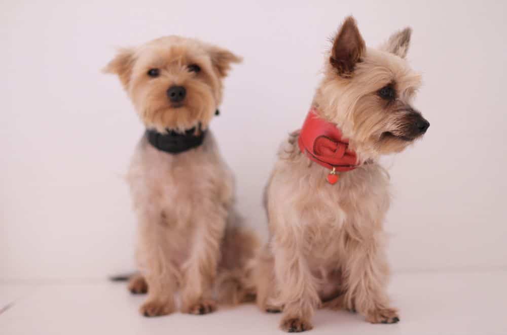 yorkshire terrier collars