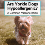 Are Yorkie Dogs Hypoallergenic