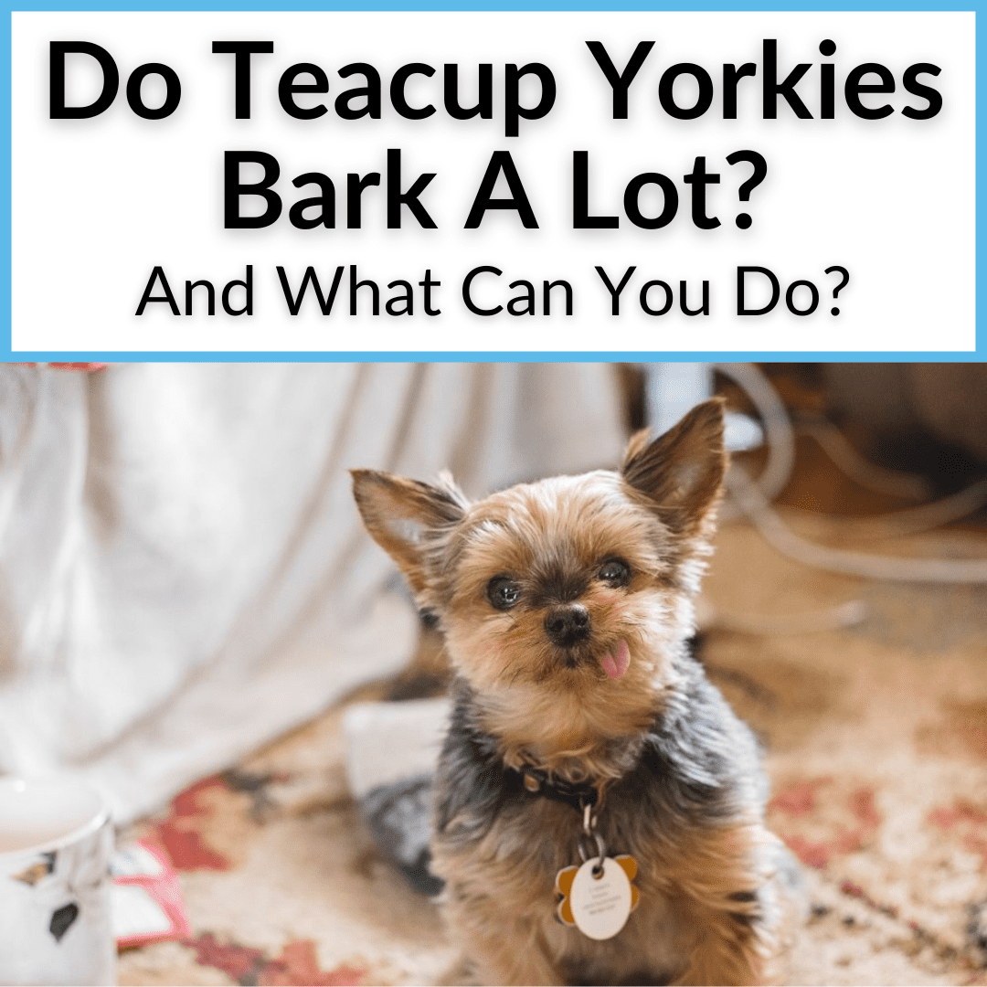 do yorkipoos bark alot