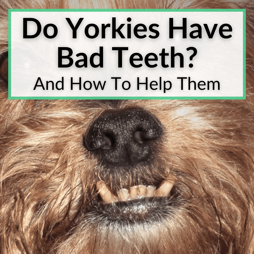 Do Yorkies Have Bad Teeth