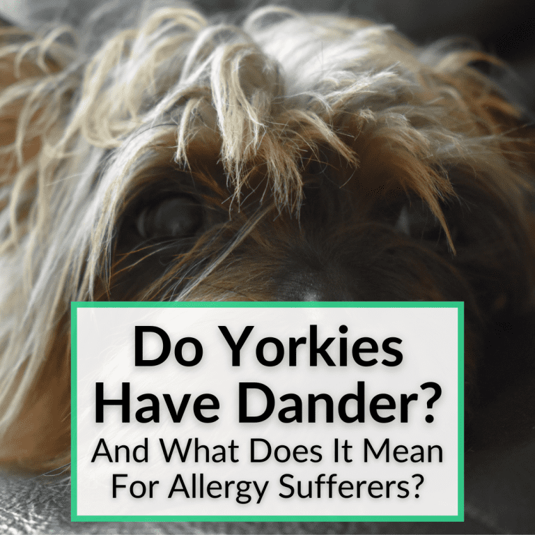 Do Yorkies Have Dander? (And What Does It Mean For Allergy Sufferers?)