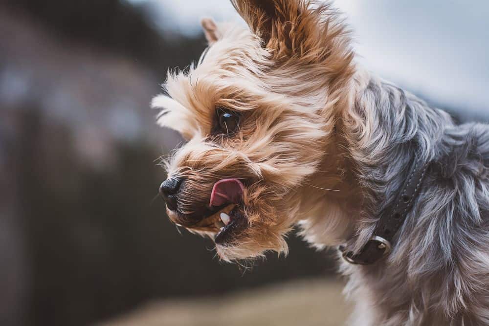 yorkshire terrier wit tracheal collapse