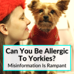 Can You Be Allergic To Yorkies