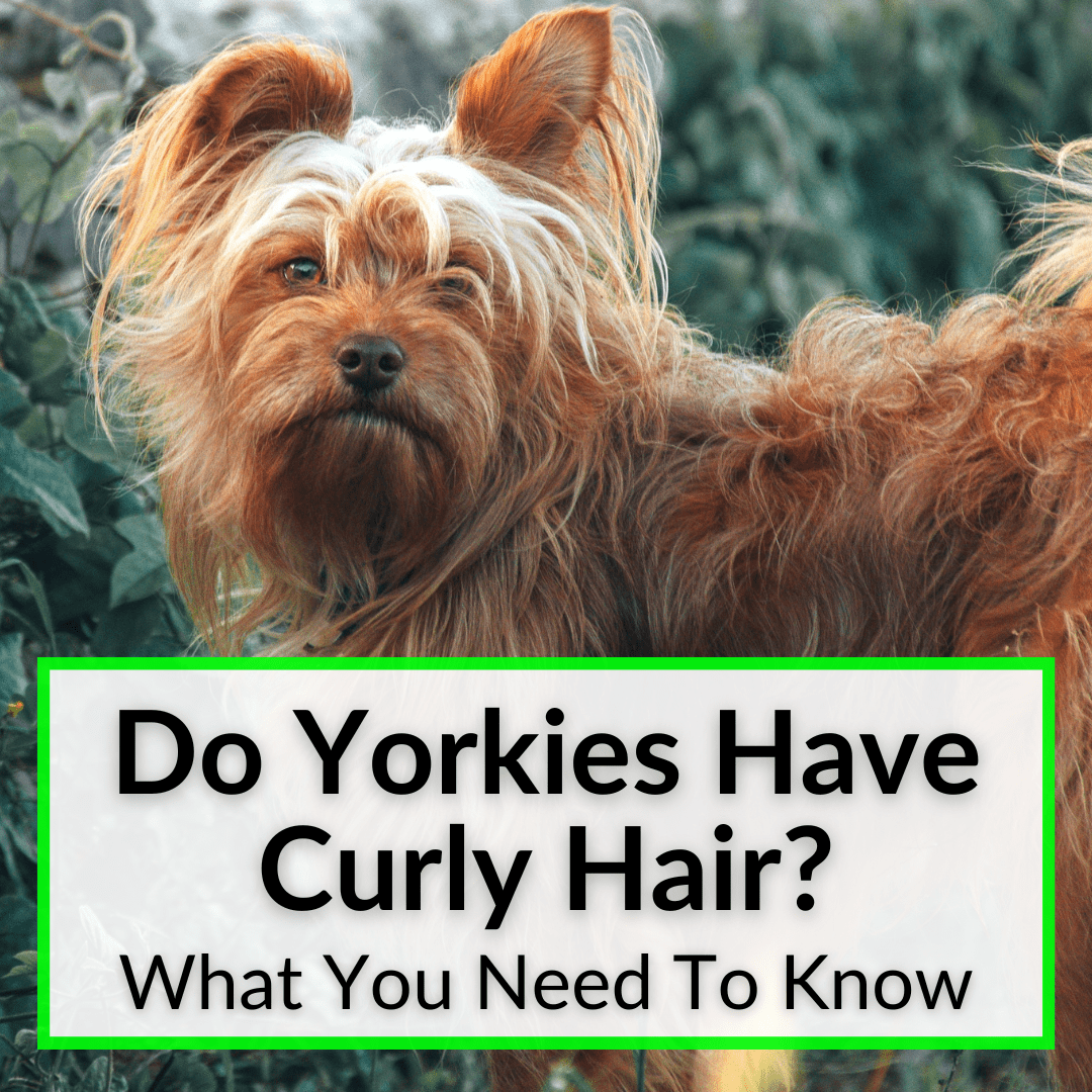 Do Yorkies Have Curly Hair 