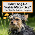 How Long Do Yorkie Mixes Live
