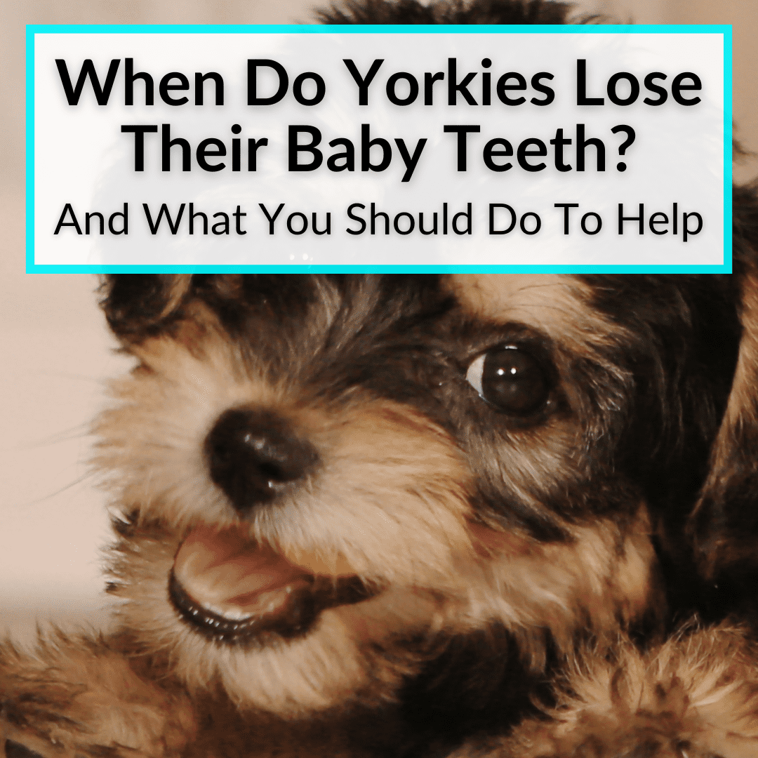 When Do Yorkies Lose Their Baby Teeth