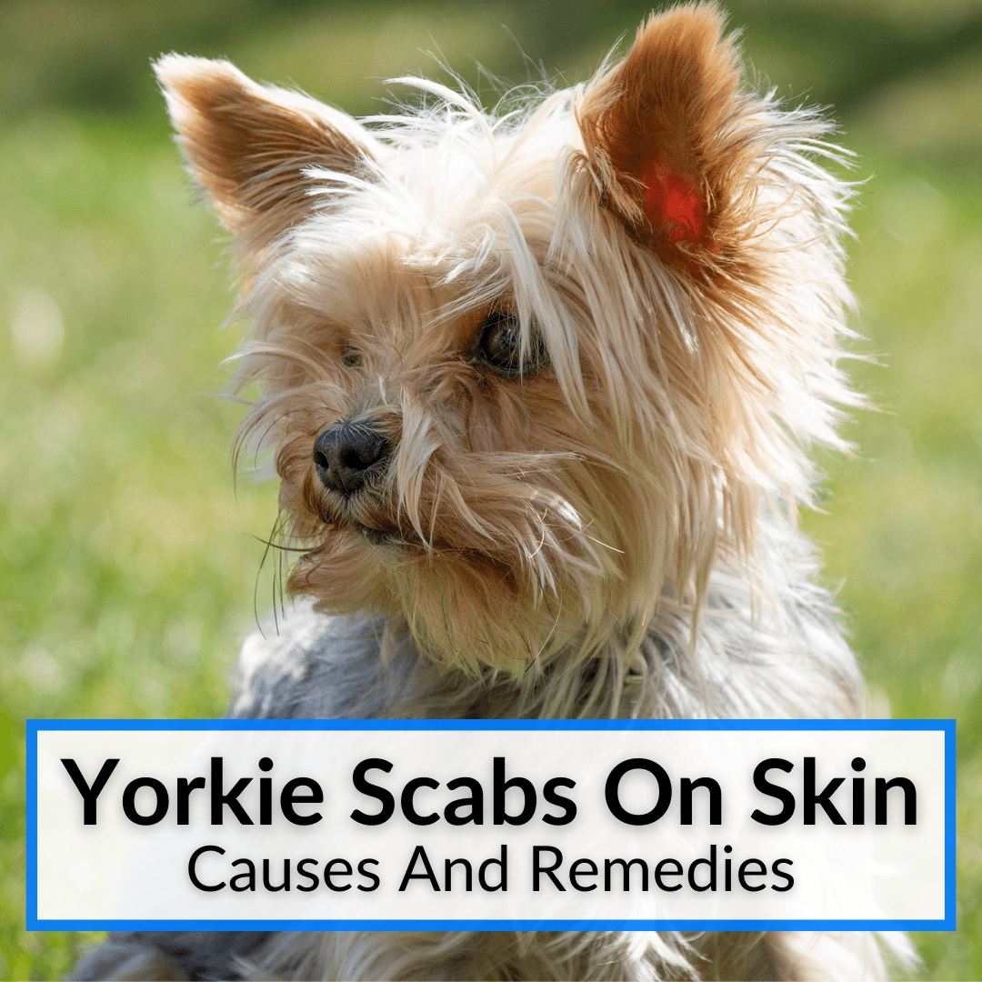 what causes scabs on dogs skin