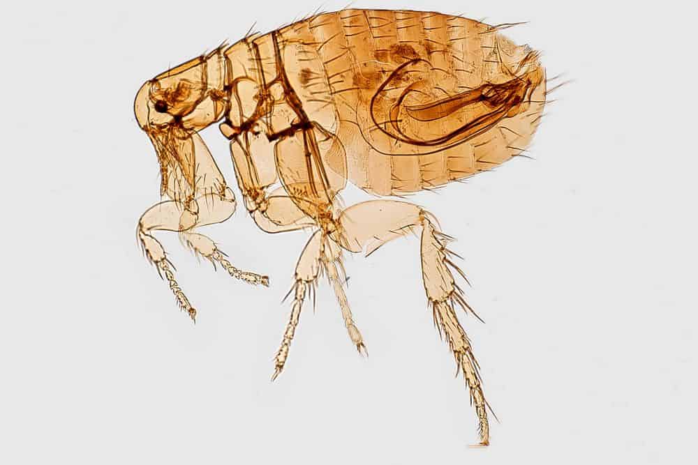 fleas can cause dry skin on yorkies