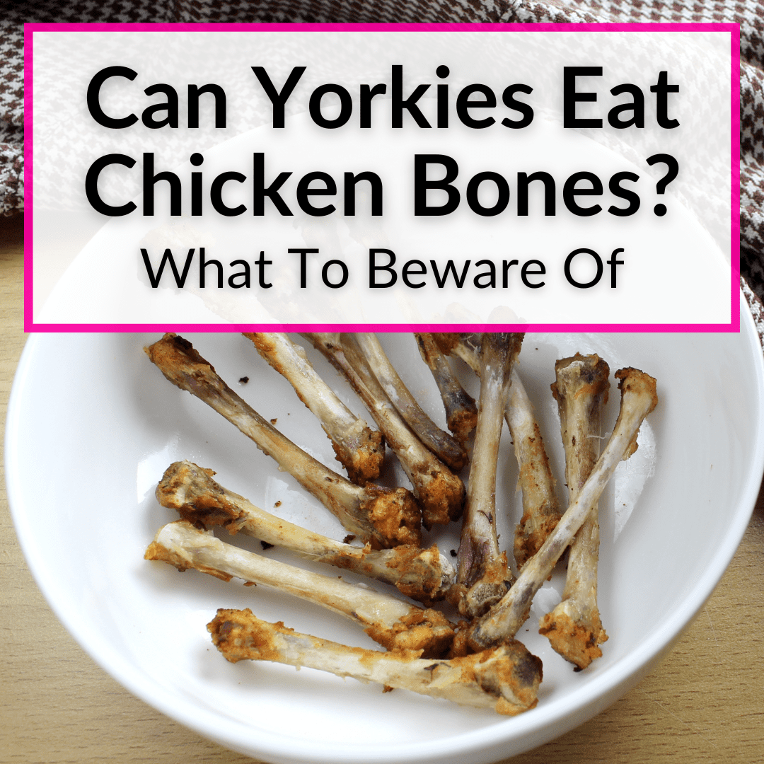 Can Yorkies Eat Chicken Bones
