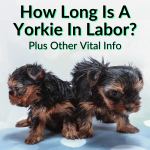 How Long Is A Yorkie In Labor