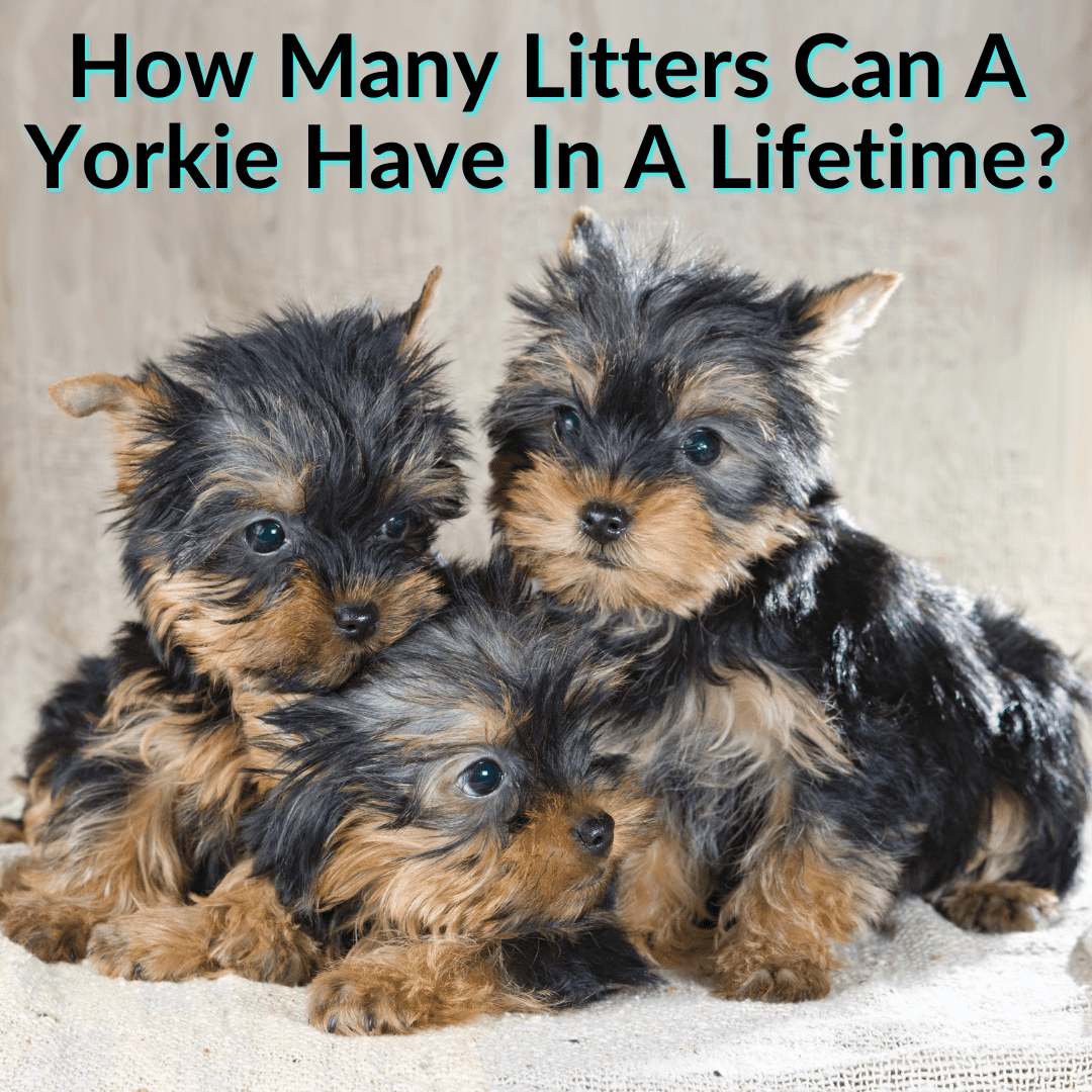How Many Litters Can A Yorkie Have In A Lifetime