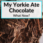 My Yorkie Ate Chocolate