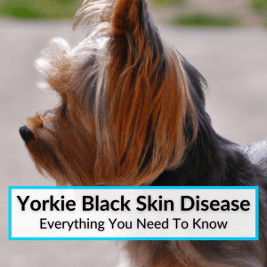 Yorkie Black Skin Disease (Everything You Need To Know)