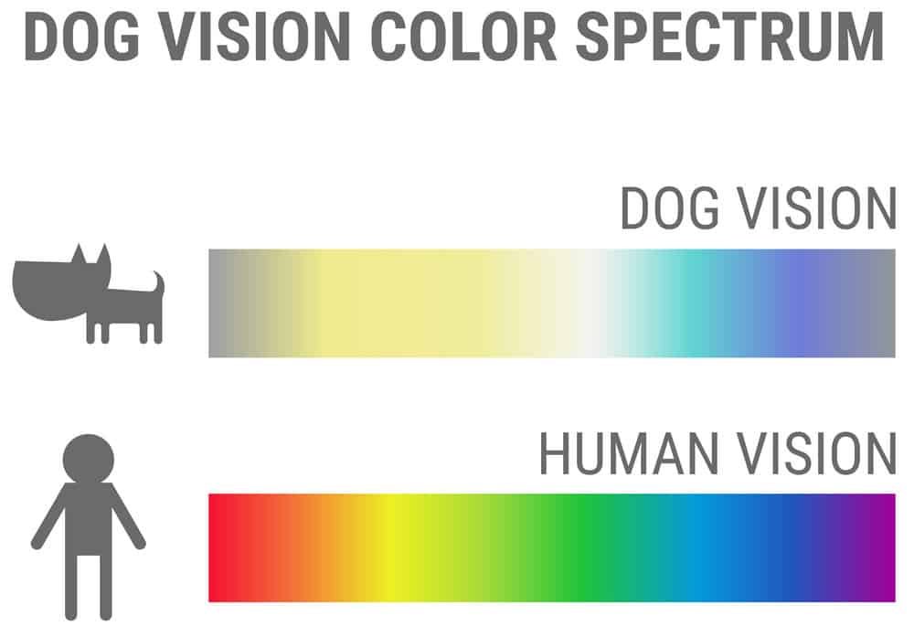 dog vision vs human vision