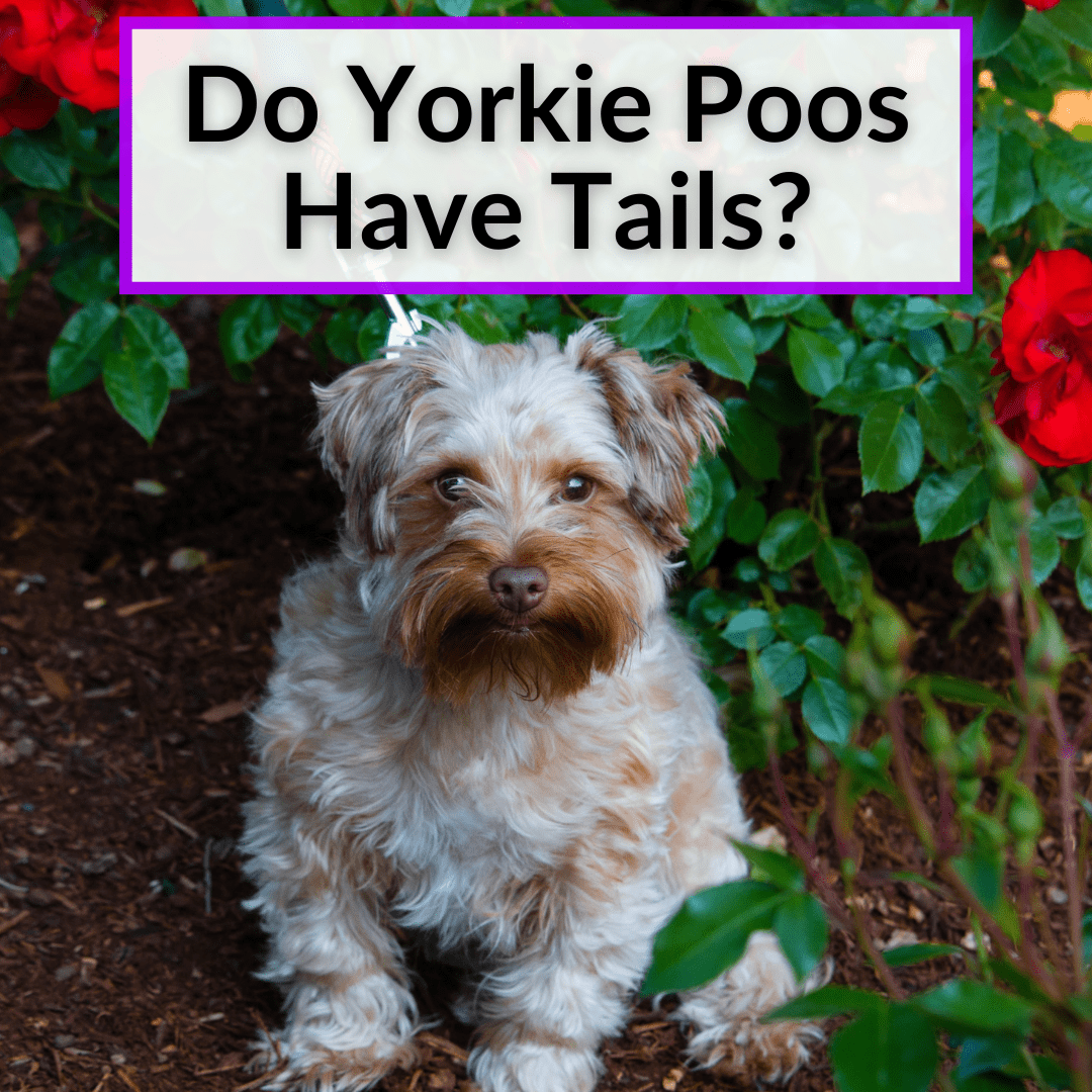 Do Yorkie Poos Have Tails