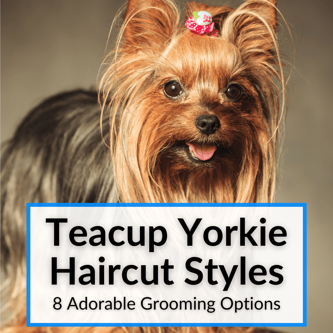 Teacup Yorkie Haircut Styles