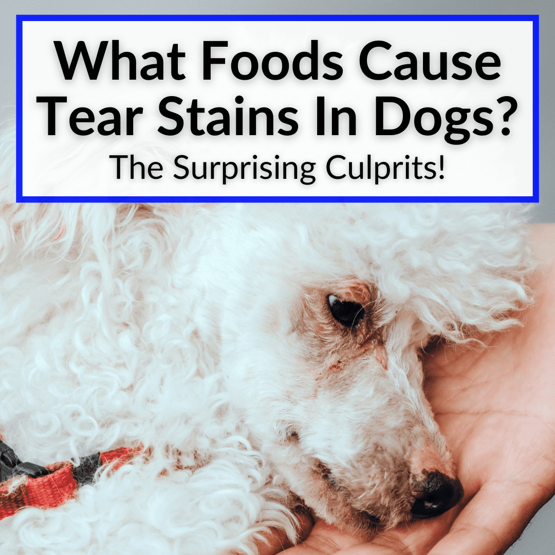 What Foods Cause Tear Stains In Dogs