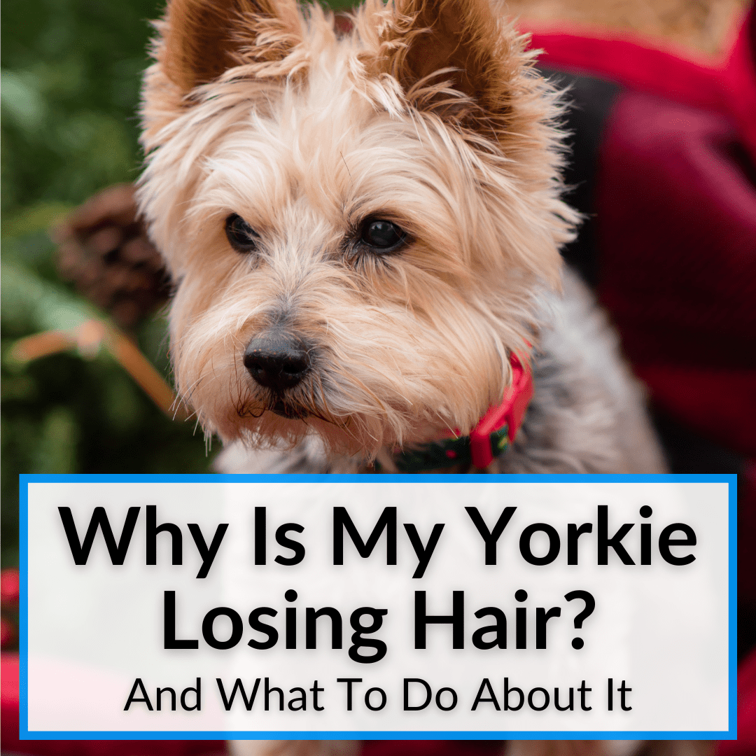 why is my yorkie losing his hair