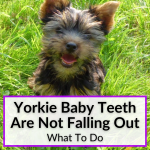 Yorkie Baby Teeth Are Not Falling Out