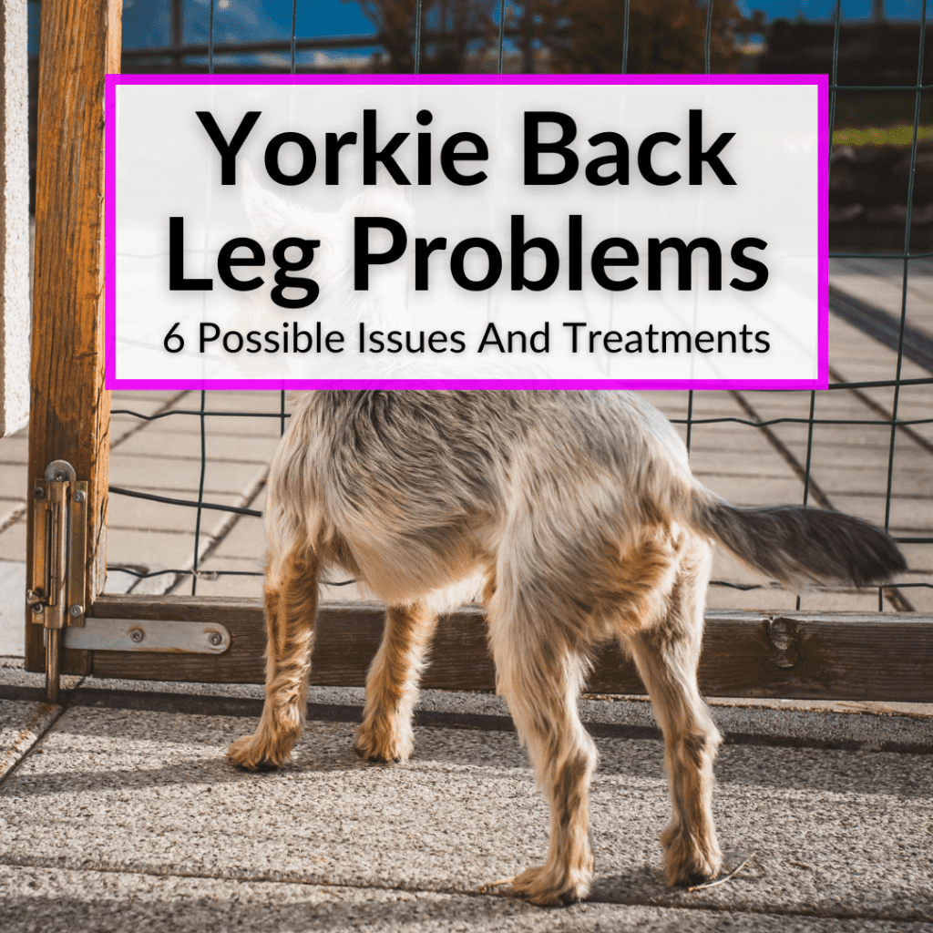 Yorkie Back Leg Problems (6 Possible Issues And Treatments)