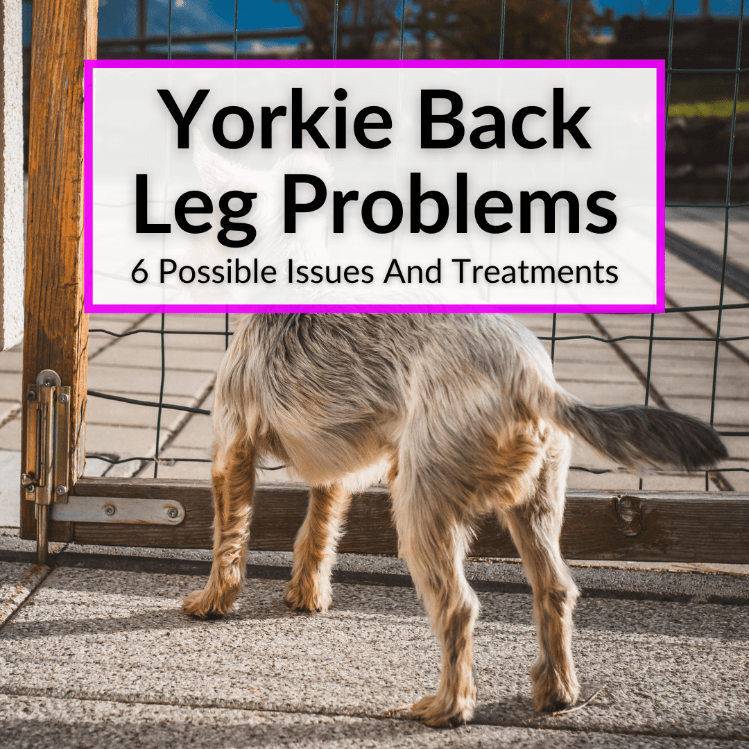 Yorkie Back Leg Problems