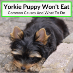 Yorkie Puppy Wont Eat
