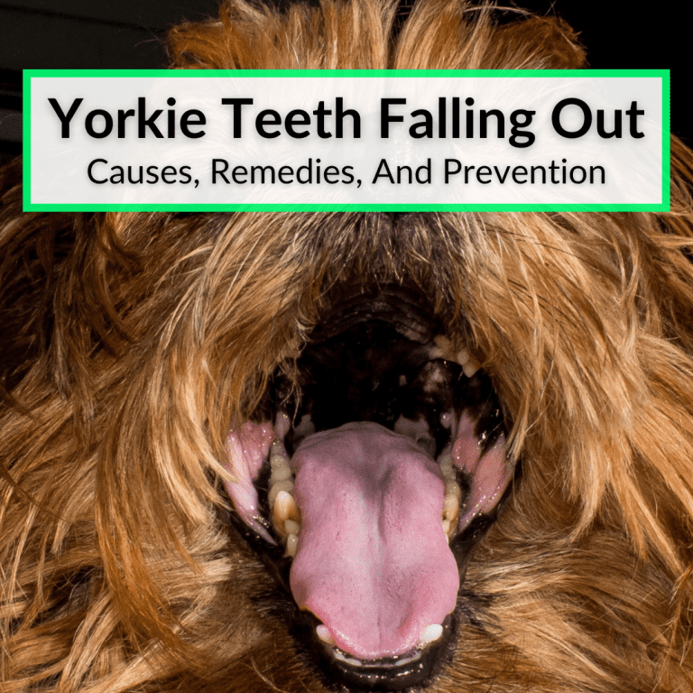 Yorkie Teeth Falling Out (Causes, Remedies, And Prevention)