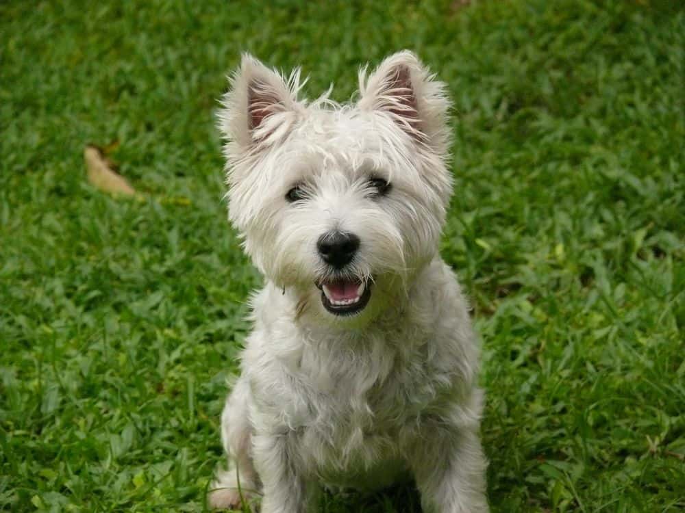 westie hairstyle