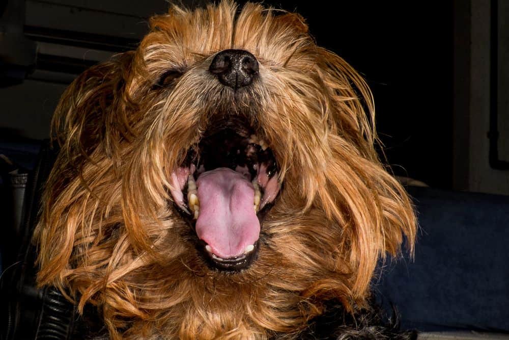 Yorkie wheezing from tracheal collapse