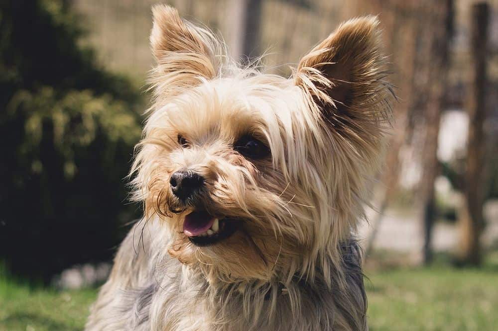 yorkshire terrier with teeth