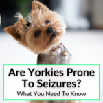 Are Yorkies Prone To Seizures