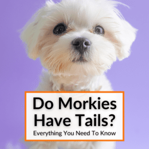 Do Morkies Have Tails