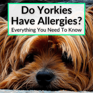 Do Yorkies Have Allergies