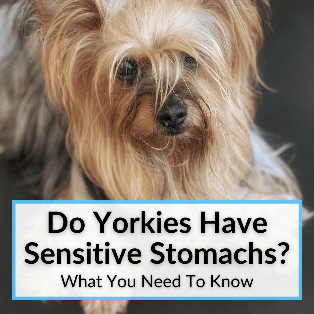 Do Yorkies Have Sensitive Stomachs