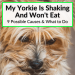 My Yorkie Is Shaking And Wont Eat