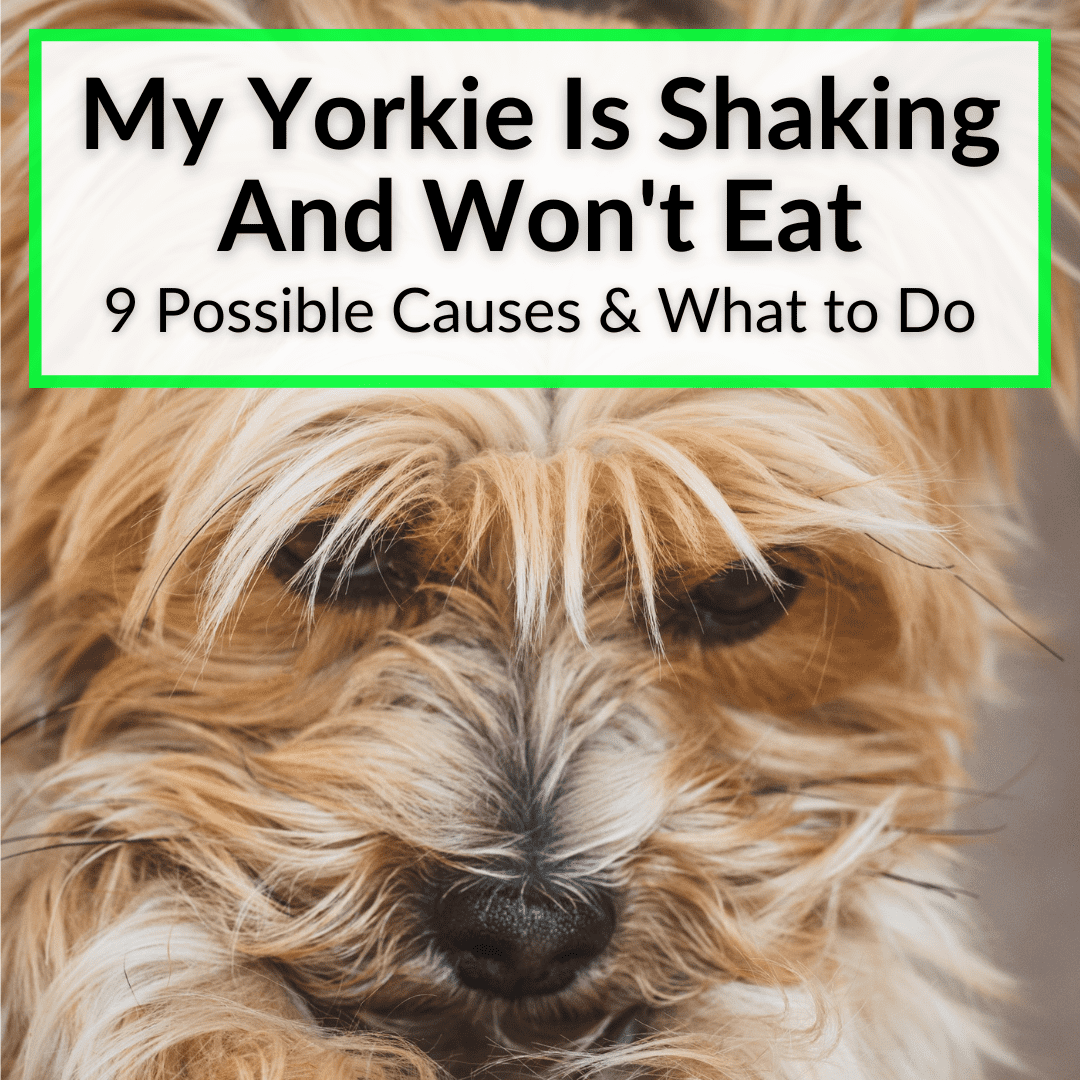 My Yorkie Is Shaking And Wont Eat 