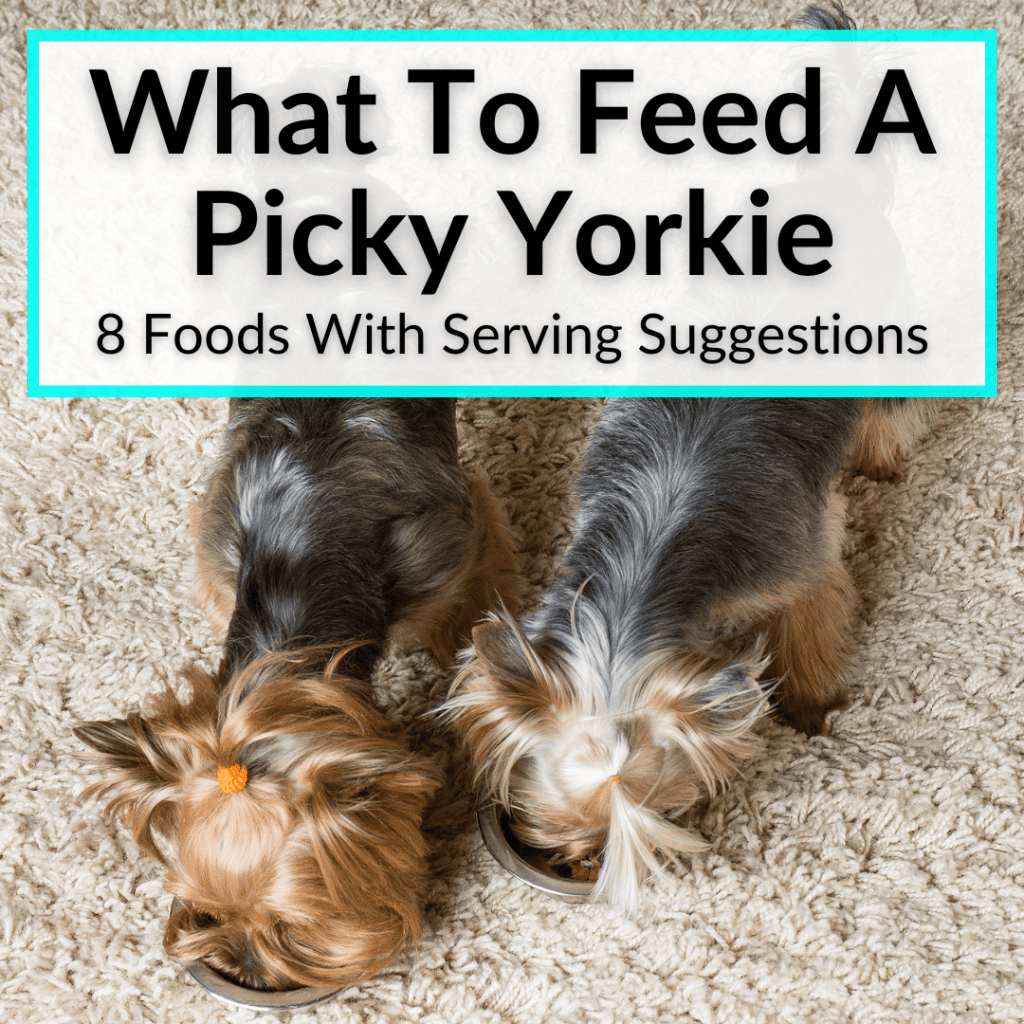 What To Feed A Picky Yorkie (8 Foods With Serving Suggestions)