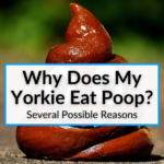 Why Does My Yorkie Eat Poop