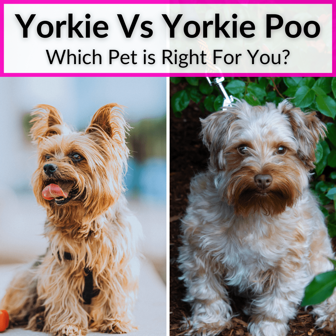 Yorkie Vs Yorkie Poo