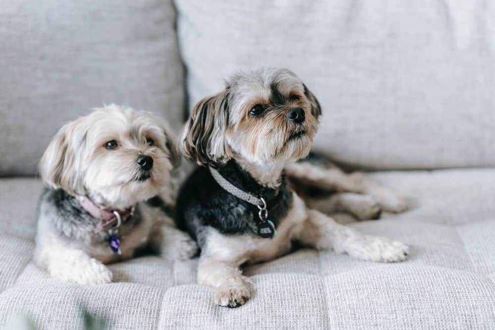 two morkies with docked tails