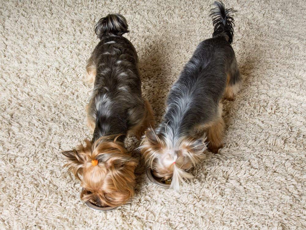 two yorkshire terriers eating food