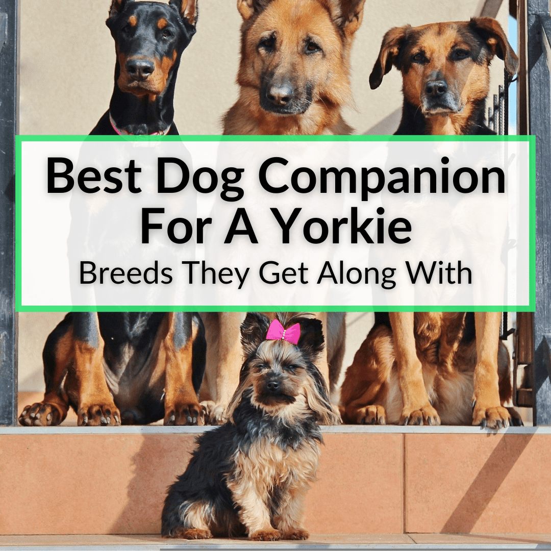 Best Dog Companion For A Yorkie
