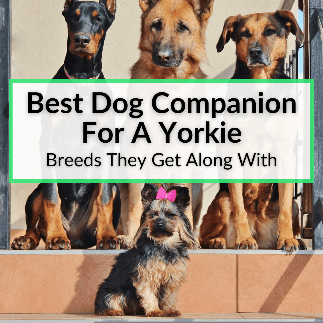 Best Dog Companion For A Yorkie (Breeds They Get Along With)