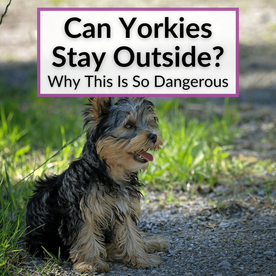 Can Yorkies Stay Outside
